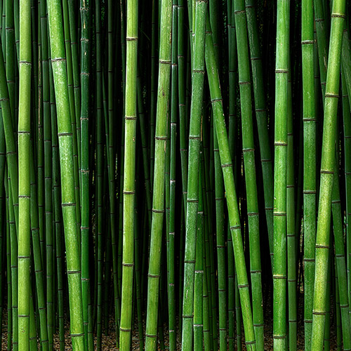 BAMBOO